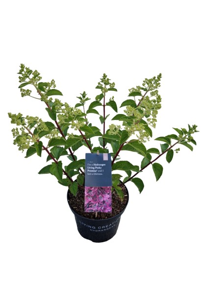 Гортензія волотиста Лівін Пінкі Проміс в горщику